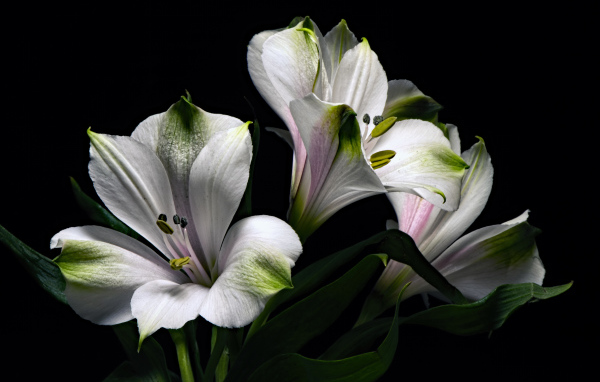 Белые цветы альстромерия с зелеными листьями на черном фоне