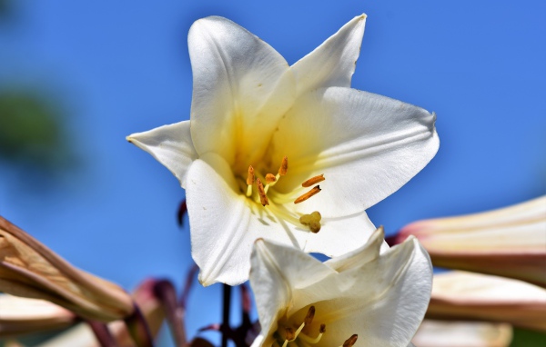 Белый красивый цветок лилии на фоне голубого неба