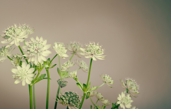 Белые цветы сельдерея на сером фоне