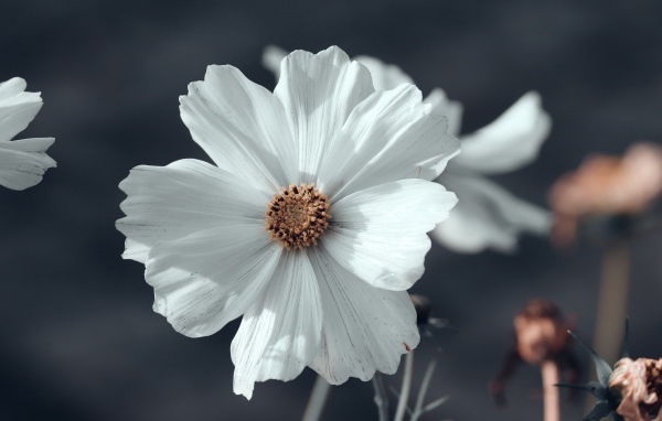 Белый цветок космеи с бутонами крупным планом 