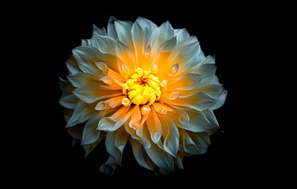 Белый цветок георгины с желтой серединкой на черном фоне