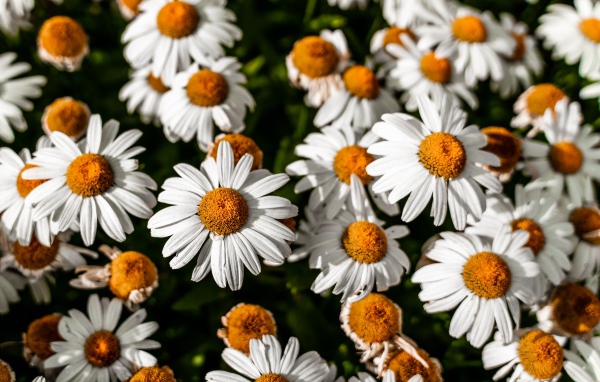 Белые ромашки с желтой серединкой крупным планом 