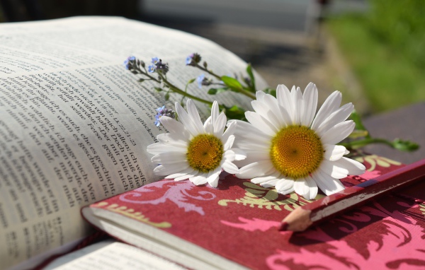 Белые ромашки с блокнотом и карандашом на книге 