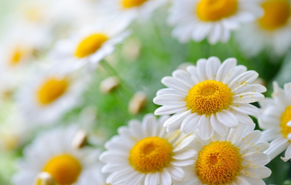 Белая ромашка с белыми лепестками в пыльце