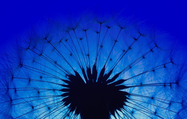 Белый одуванчик на фоне голубого неба в сумерках