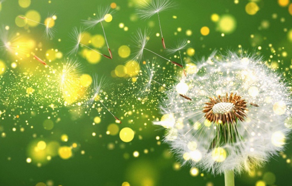Белый одуванчик разлетается на зеленом фоне