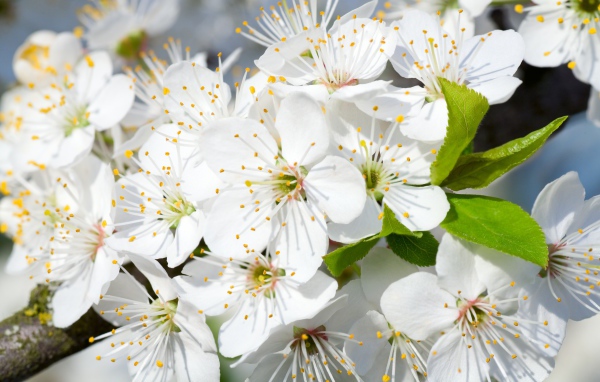 Белые нежные цветы черешни на дереве