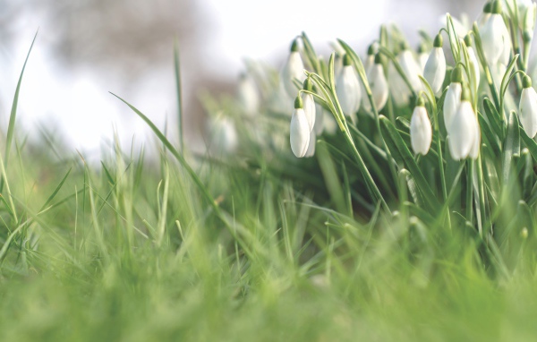 Белые нежные весенние цветы подснежники 