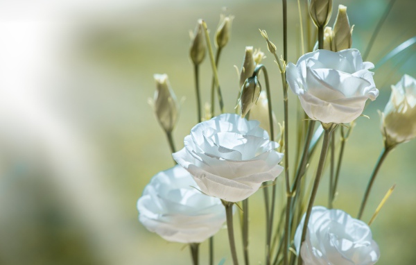 Белые цветы эустома с бутонами крупным планом