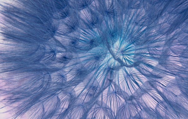 Белый отцветший одуванчик крупным планом