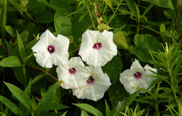 Белые цветы ипомеи в зеленых листьях 
