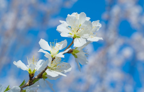 Белые цветы на ветке дерева на фоне неба