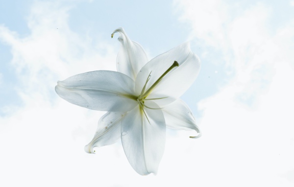 Белый цветок лилии на фоне неба
