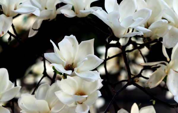 Белые цветы магнолии на ветках 