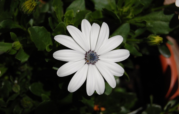 Белый цветок остеоспермум с бутонами 