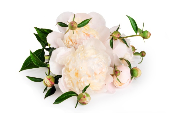 Белые пионы с бутонами на белом фоне
