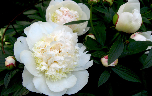 Белые цветы пиона с бутонами в зеленых листьях