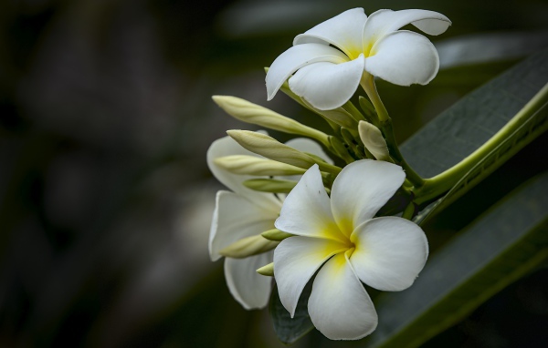 Белые цветы плюмерии с бутонами  на ветке 