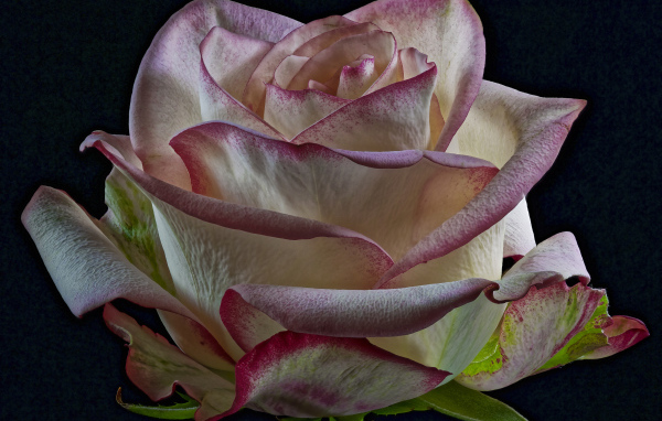 Белая роза с розовыми краями на лепестках на черном фоне