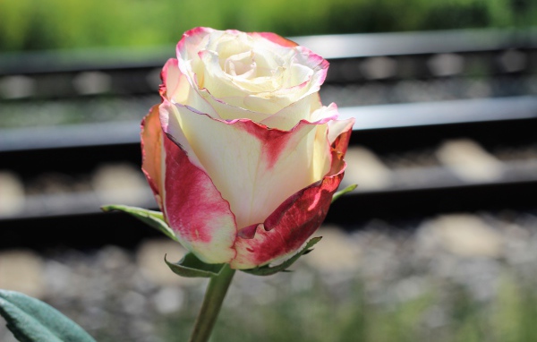 Белая роза с розовыми лепестками крупным планом