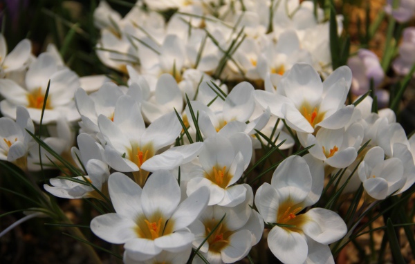 White small flowers crocuses with green leaves