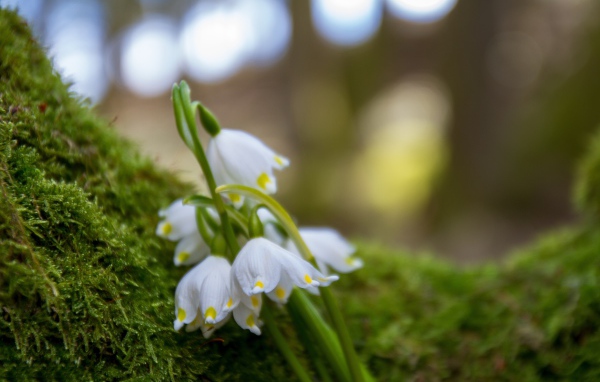 Белые цветы подснежника лежат на зеленом мху 