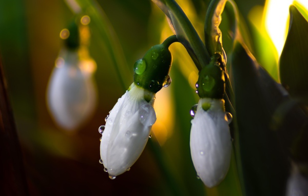 Белые подснежники в каплях росы крупным планом