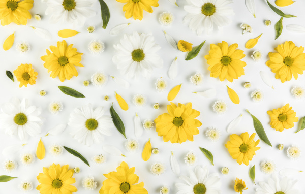 Желтые и белые хризантемы на белом фоне
