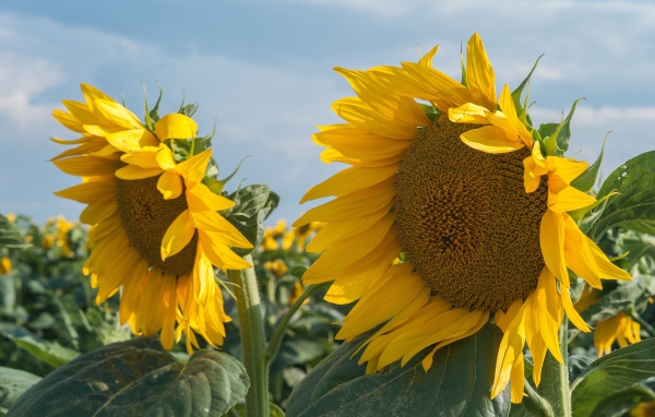 Желтые большие цветы подсолнуха на поле