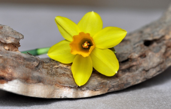 Желтый цветок нарцисса лежит на коре 