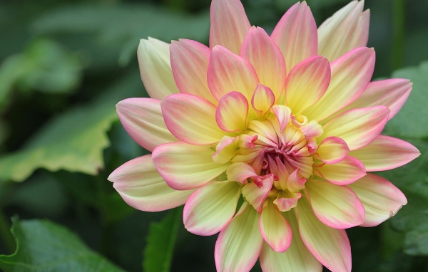 Желтая георгина с розовыми лепестками 