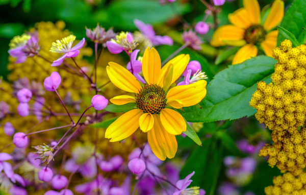 Желтый цветок на клумбе с розовыми цветами