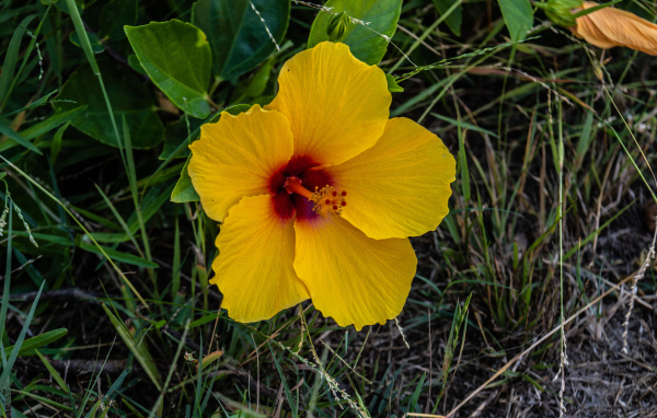 Желтый цветок гибискуса в траве 