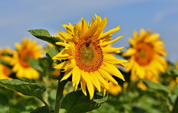 Yellow petals of sunflower with green leaves on the field in summer
