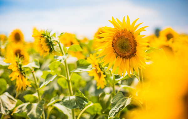 Желтые лепестки подсолнухов в лучах яркого солнца