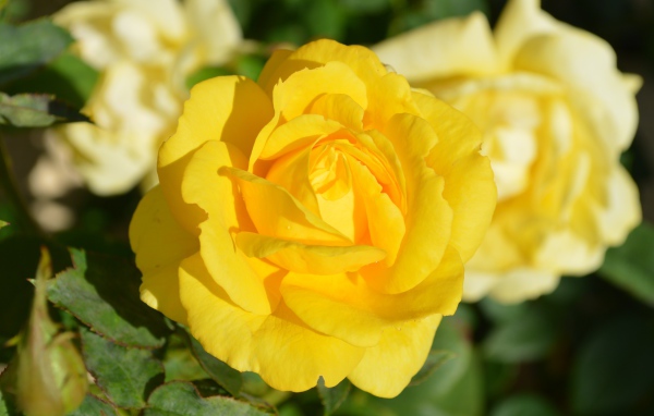 Желтые розы крупным планом на клумбе 