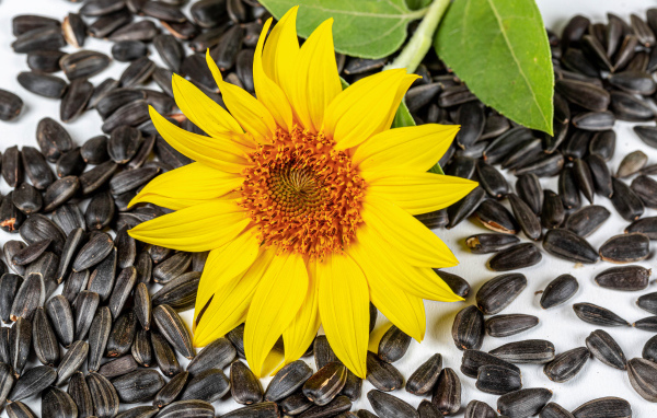 Желтый цветок подсолнуха с семечками