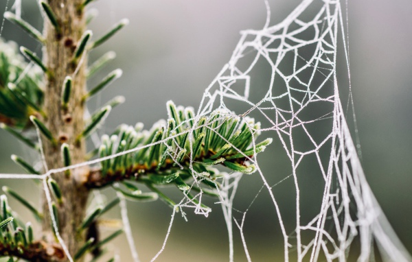 Покрытая инеем паутина на зеленой ветке ели