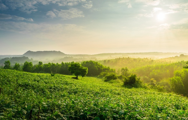 Туман окутал зеленые заросли леса на рассвете
