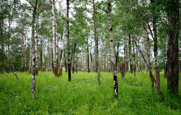 Стройные белые березы с зеленой травой