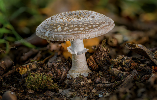 Гриб мухомор в рыхлой земле в лесу 