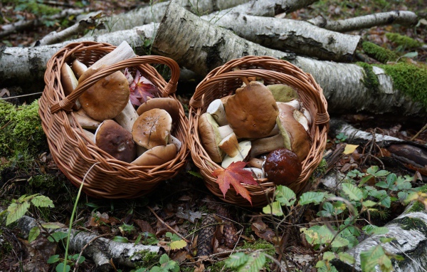 Forest mushrooms in baskets on the ground