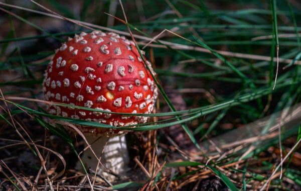 Красный мухомор в зеленой траве в лучах солнца 