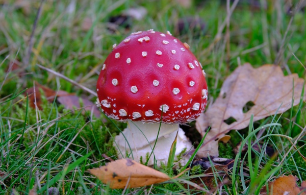 Красный мухомор в зеленой траве с сухими листьями