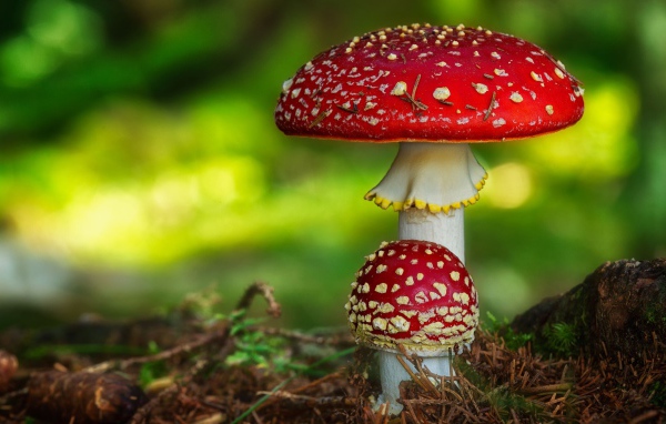 Два красных ярких мухомора растут на земле в лесу