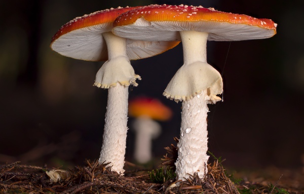 Два красных мухомора в лесу 