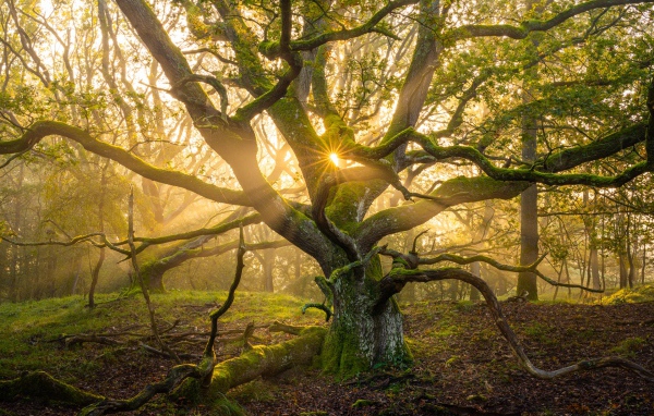 Большое старое дерево в лучах солнца 