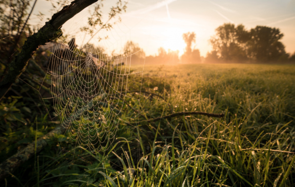 Кружевная паутина на дереве в лучах солнца