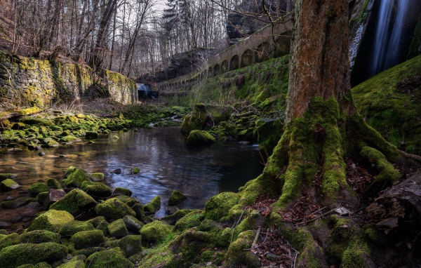 Старый мост у реки в лесу 