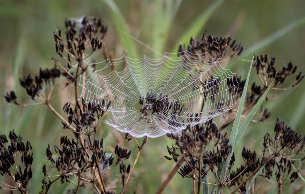 Ажурная паутина на зонтике укропа 